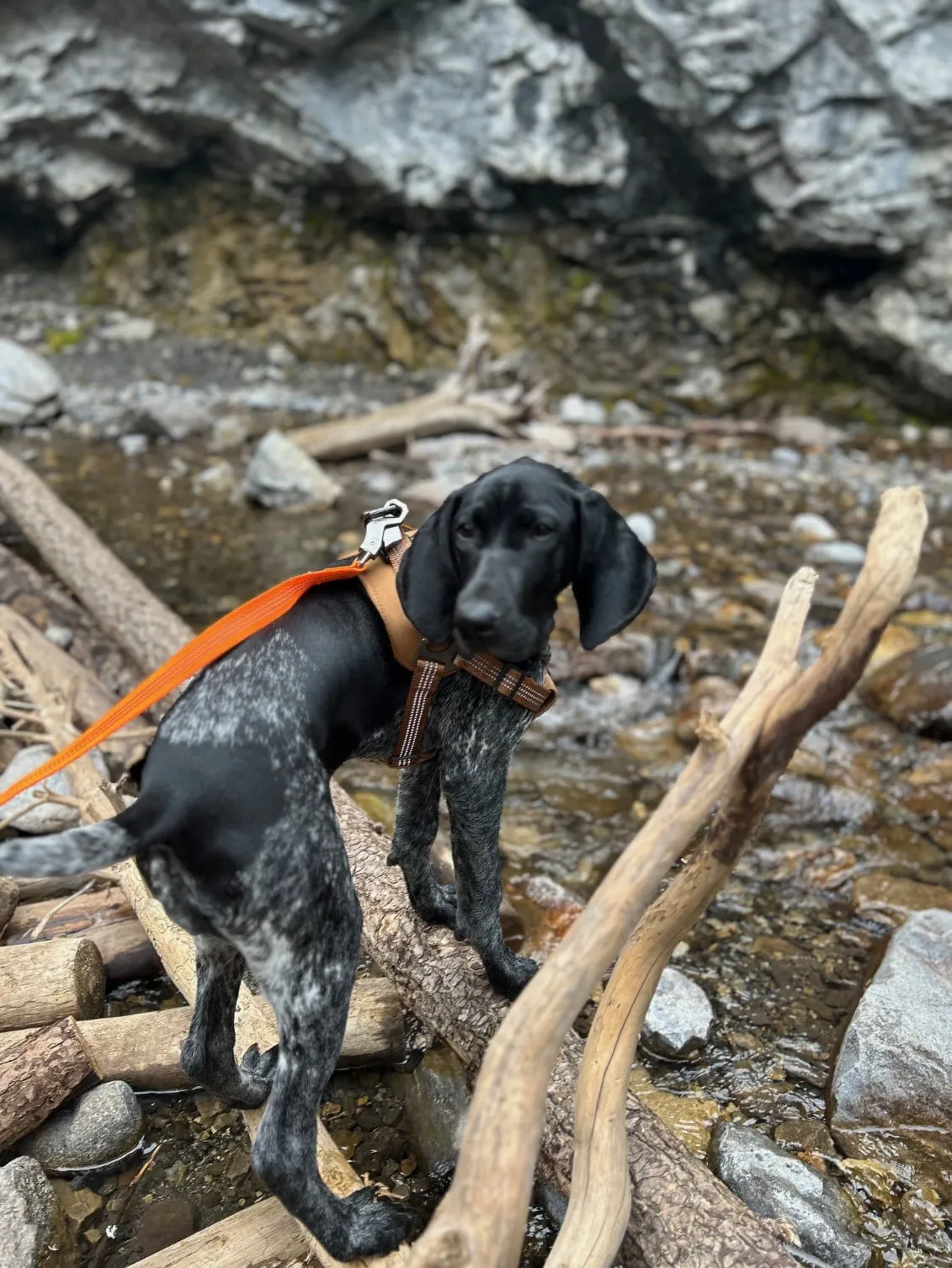 Our GSP Nova climbing a log on a hiking adventure!