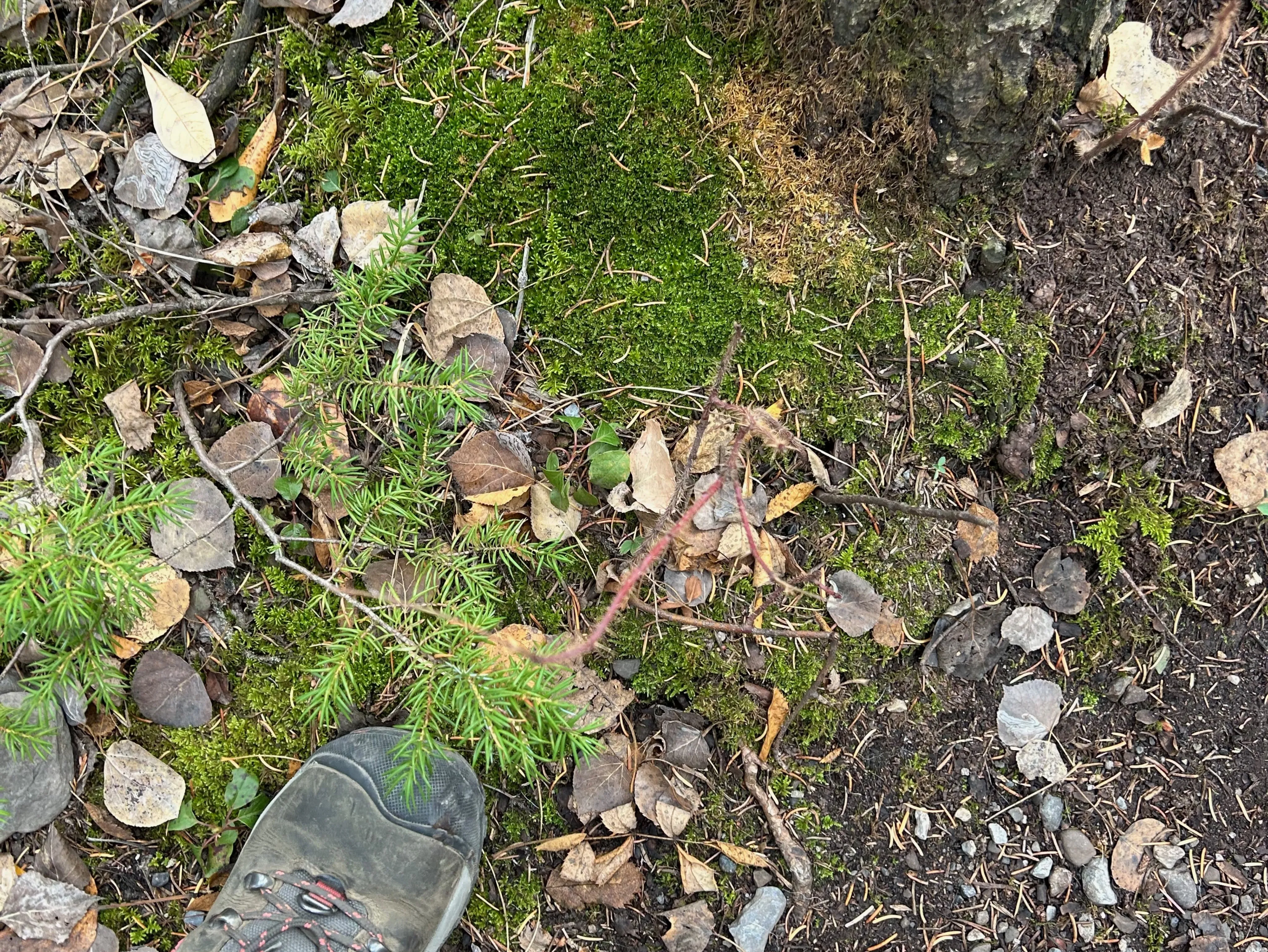 A picture of a hiking boot on top of a mossy trail